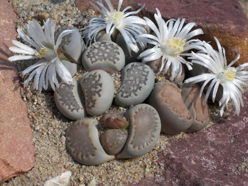 lithops fulleri